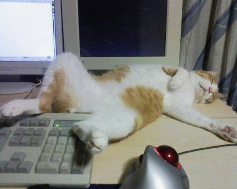 6-5-Katter-sover19.jpg