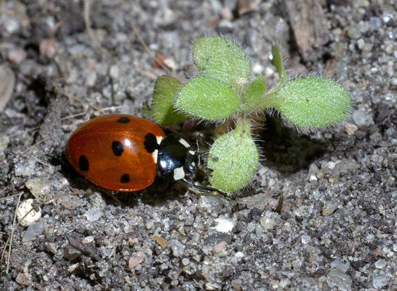 6 Ladybird.jpg