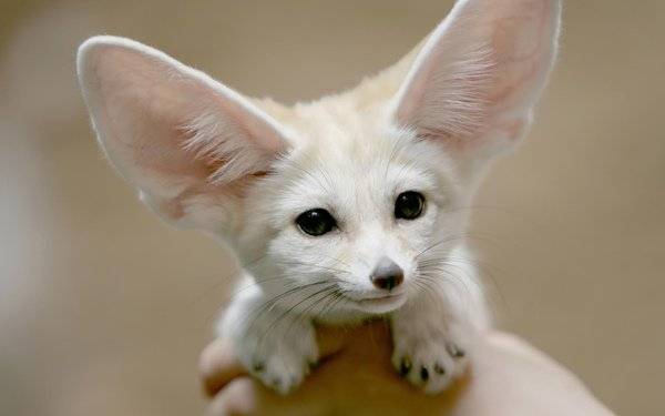 600x375px-LL-79f1ff63_White_desert_fox.jpe