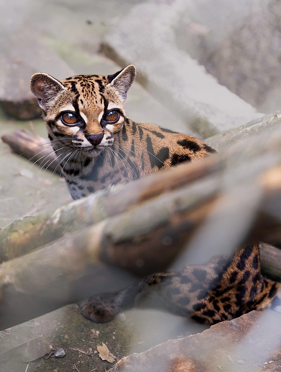 60px-Tilcayo_tiger_cat.jpg?utm_source=en.wikipedia.webp