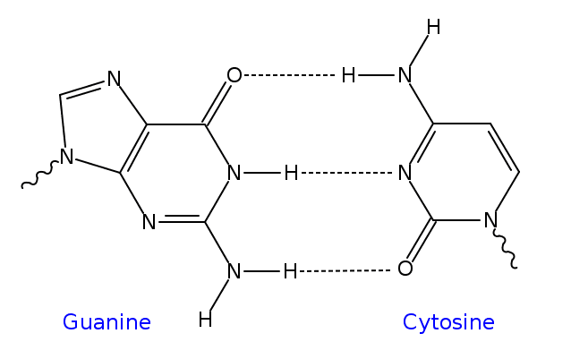 638px-GC_DNA_base_pair.svg.png