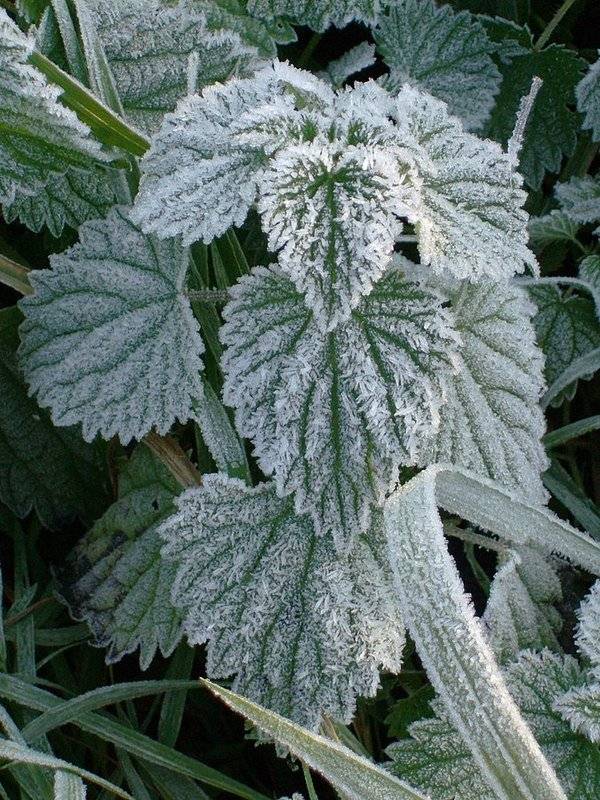 675px-Frost_on_a_nettle%2C_Netherlands.jpg