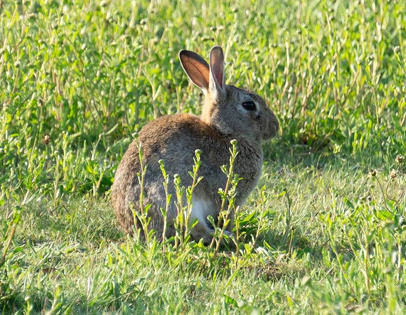 679 (Sony 55-210mm).jpg