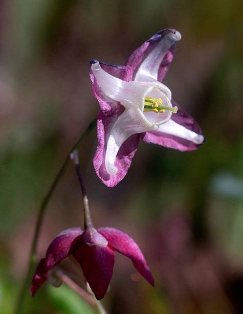 7 Bishop's hat (Epimedium grandiflorum).jpg