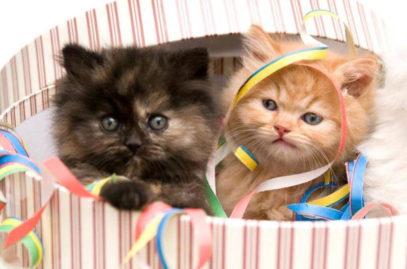 89961-850x563-persian-kittens-in-box.jpg