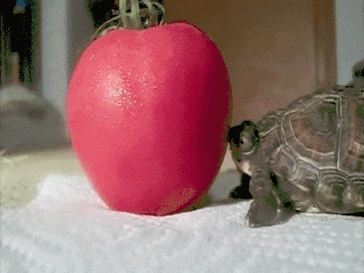 8yM5OvT.gif
