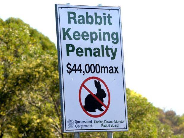 9-1969811-twe080813rabbit_fct906x683x38_ct620x465.jpg