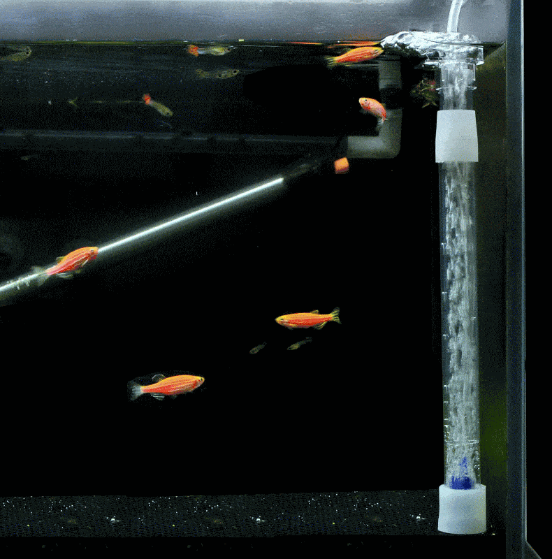 9.gif