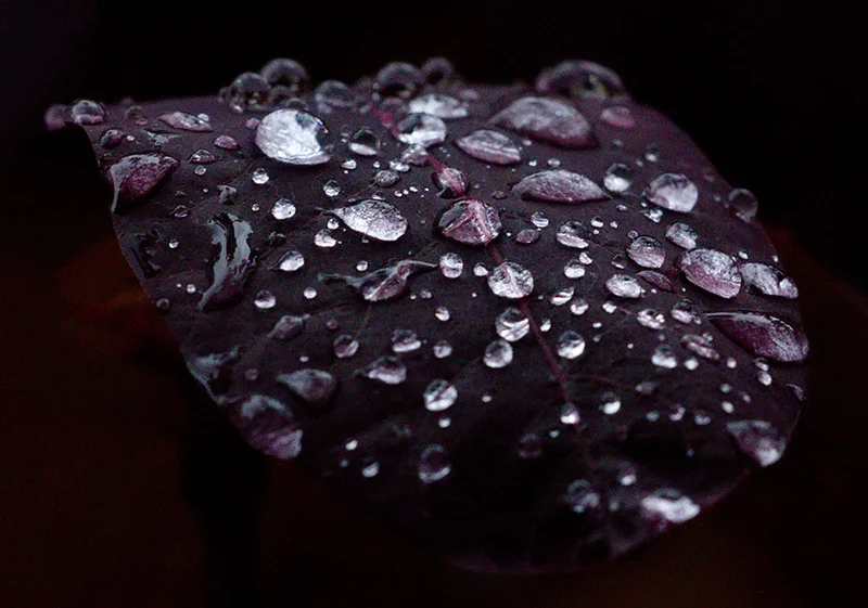 95.webp