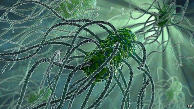 _66267654_c0134727-salmonella_bacteria,_artwork-spl.jpg