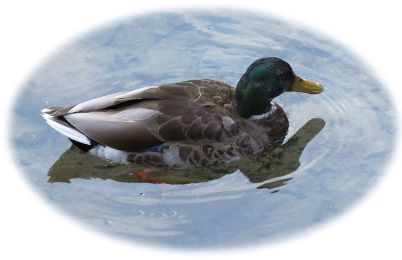 _duck1.jpg