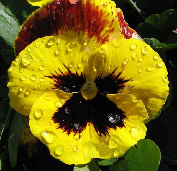 _flower1l.jpg