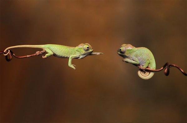 a.aaa-baby-chameleons.jpg