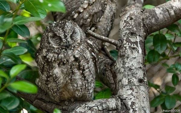 a.aaa-Camouflage-owl.jpg