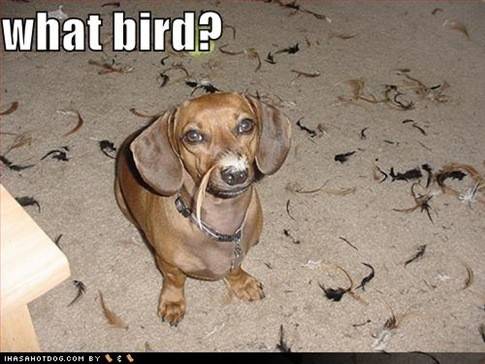 a.aaa-what-bird.jpg