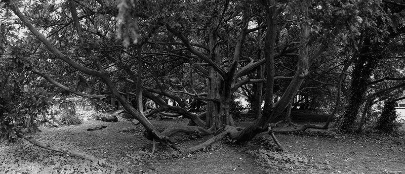 A cool tree (Canon nFD 28mm f2.8).png