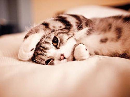 a-kitty-cat-4.jpg