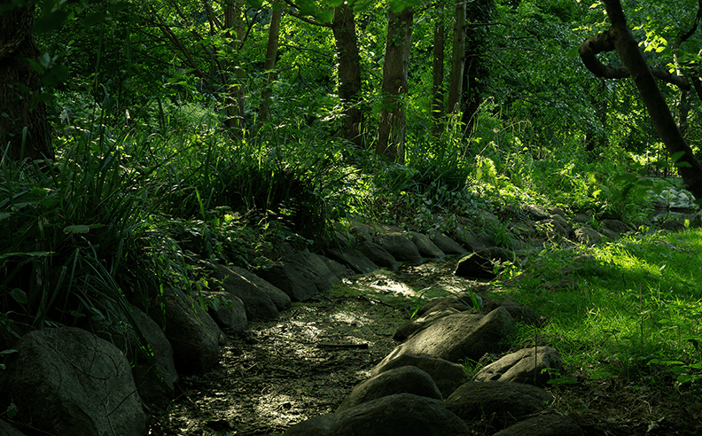 A lush place in the park.png