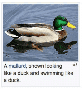 A.mallard.looking.like.a.duck.Screen Shot 2020-08-15 at 1.43.06 PM.png