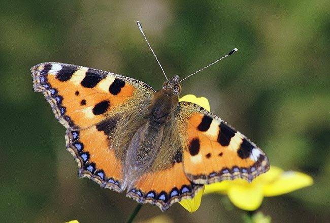 Aglais_articae.jpg