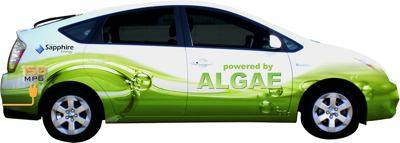 algaeus.jpg