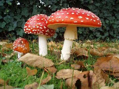 Amanita_muscaria_magic-mushrooms.jpg
