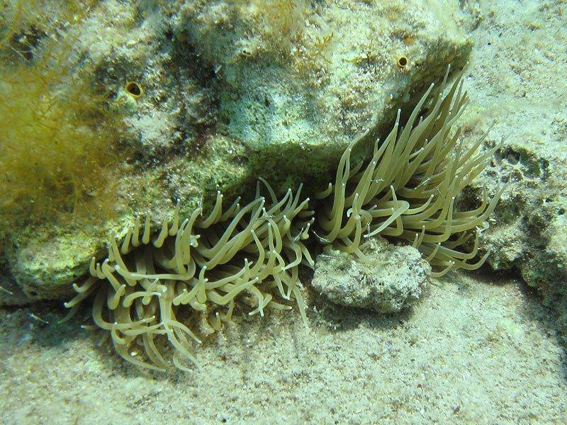 Anemonia_sulcata1.jpg