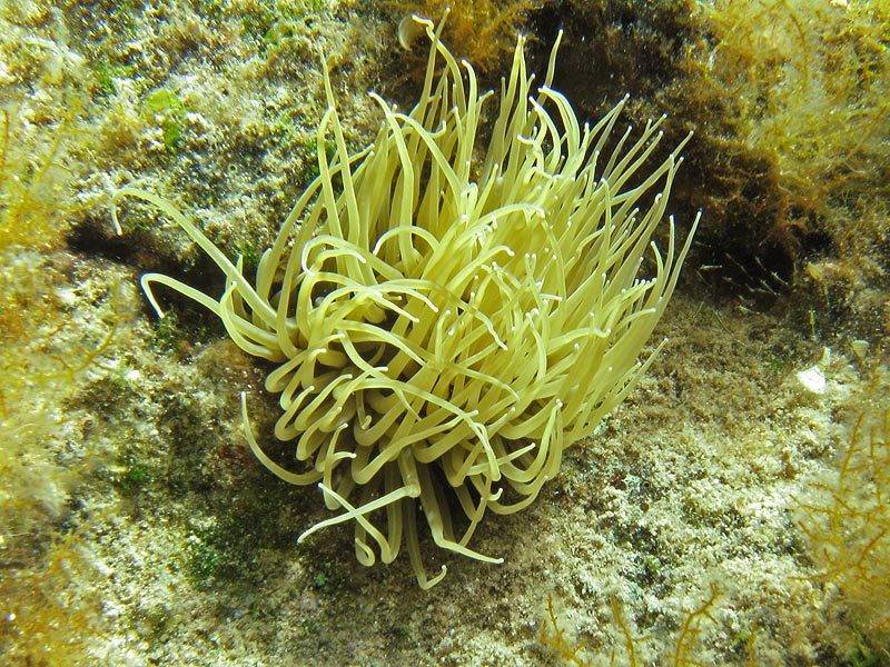 Anemonia_sulcata2.jpg
