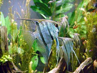 Angelfish.jpg