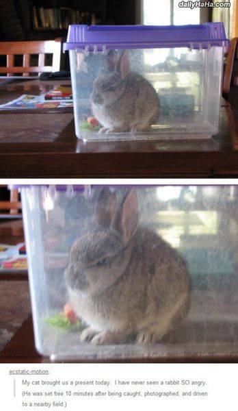 angry_rabbit.jpg