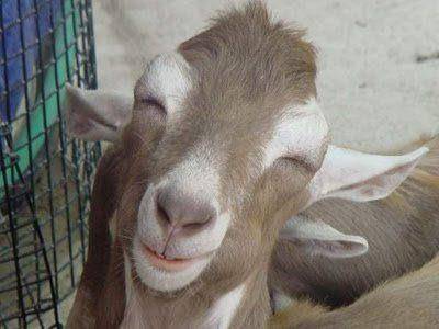 animal-smiles-01.jpg