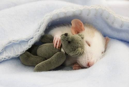 animales,durmiendo,hamster,roedor,tierno,animal-71c59032099024f1e270bf09bc810db8_h.jpg