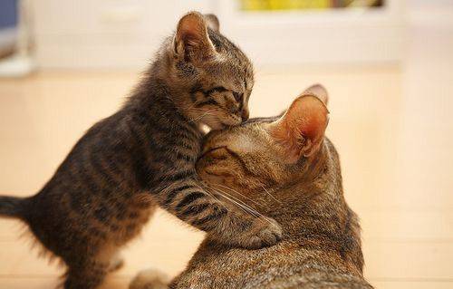 animals+kissing+016.jpg
