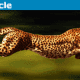 animalspeeds-80x80.png