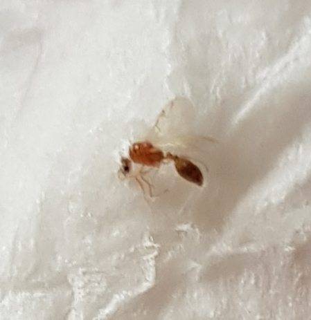 ant wing 1.jpg