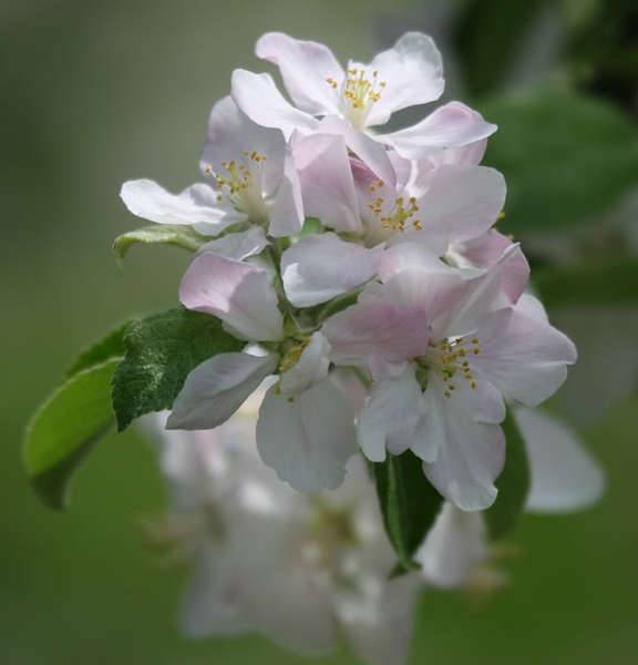 appleblooms.jpg