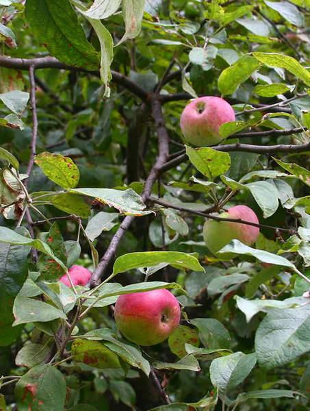 apples-1.jpg