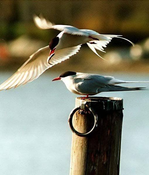 arctic-tern-winter-whatchamacalits-510x600.jpg