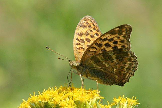 Argynnis_paphia.jpg