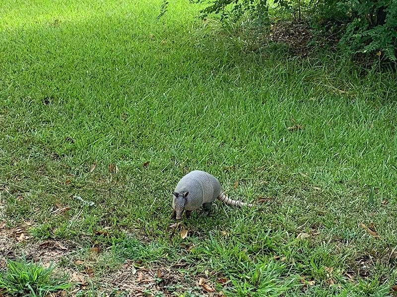 armadillo.jpg