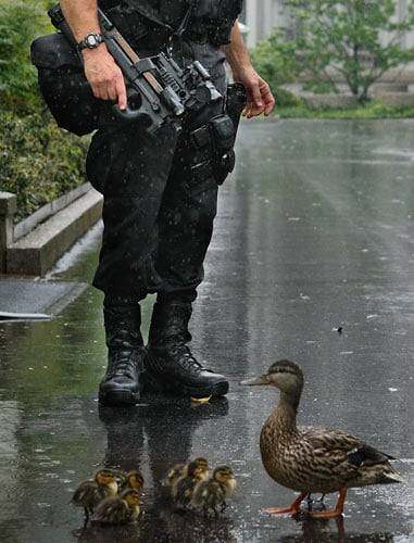 armed-guard-ducks_669984n.jpg