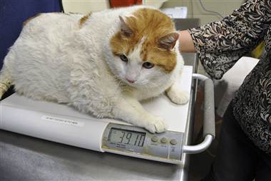 AT-120423-fat-cat-01.380;380;7;70.jpg