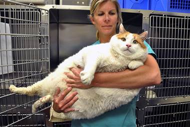 AT-120423-fat-cat-02.380;380;7;70.jpg