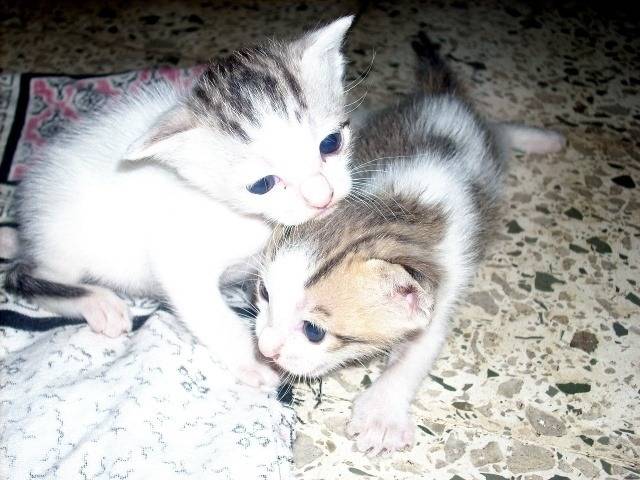 attachment.php?attachmentid=47672&stc=1&d=1338014470.jpg