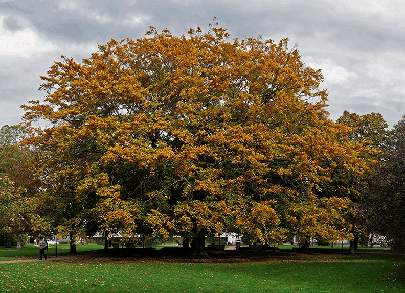 Autumn Tree (1).png