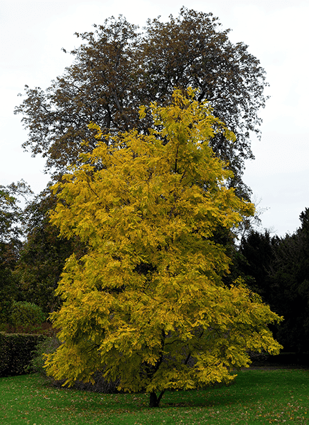Autumn Tree (2).png