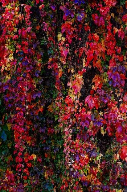 Autumn Vine.jpg