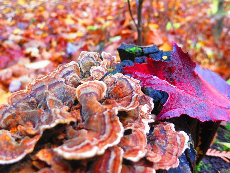 autumn_leaves.jpg