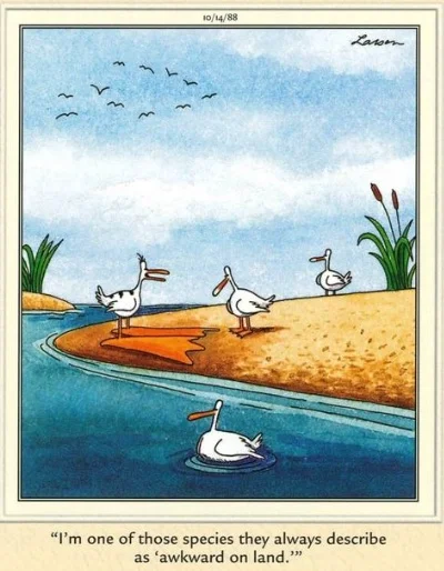 awkward_on_land.webp