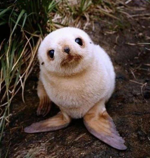 baby-animals-6.jpg